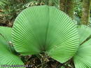 لیکوآلا پالم , licuala palm